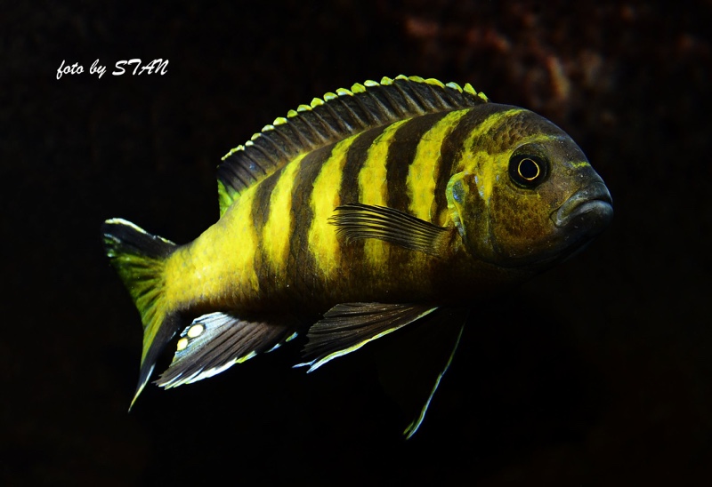 Maylandia melissa 'Chitande Island'